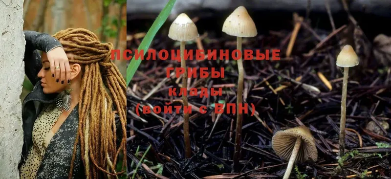 где найти наркотики  Вологда  Псилоцибиновые грибы Cubensis 